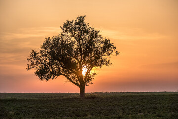 Fototapeta na wymiar Obstbaum bei Sonnenuntergang