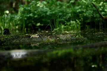 gren, nature, grass, leaf, forest, river