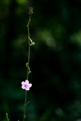 WILD FLOWER LONELY