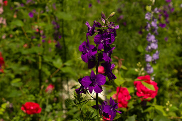 Close up dark purple flower decorative plant on green grass with red roses background into summer garden 