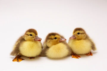 three small ducklings