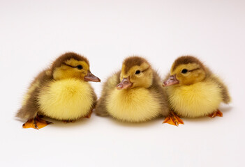 three small ducklings