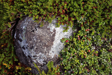 colored textured lichen on the background of rocky tundra