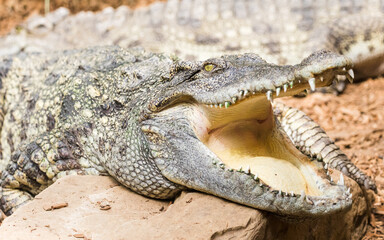 Siamese Crocodile close up