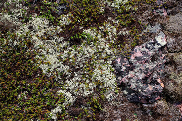 flowers in the tundra on colorful stones covered with lichen