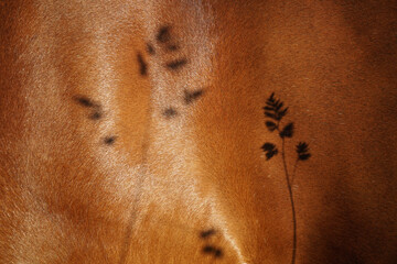 shadow silhouette from the grass on a horse