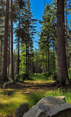In the forest on a mountain trail.