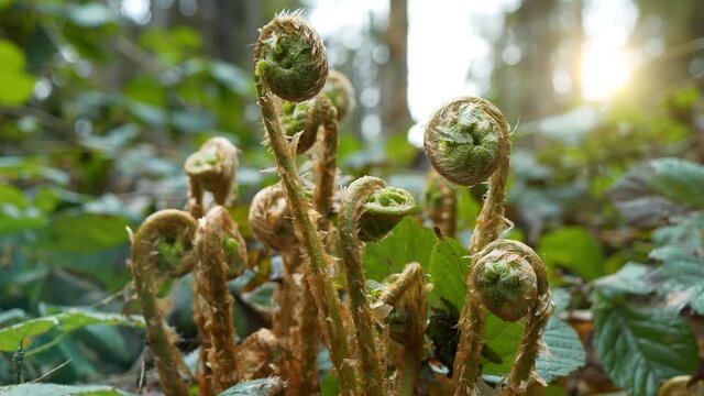 Young fern sprouts in the virgin forest