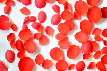 Beautiful red rose petals