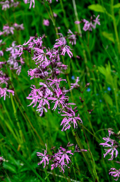 flowers of Ragged Robin, Lychnis flos-cuculi,