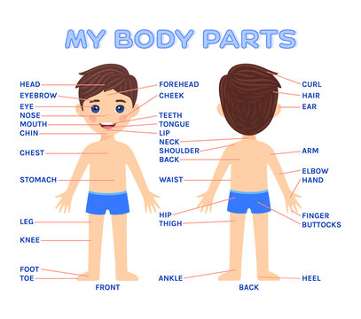 My Body Parts and a Pretty Boy. Front and Back View, Kid. Education, Science, Anatomy for Children. Poster for medical design with words. Flat color cartoon style. White background. Vector.