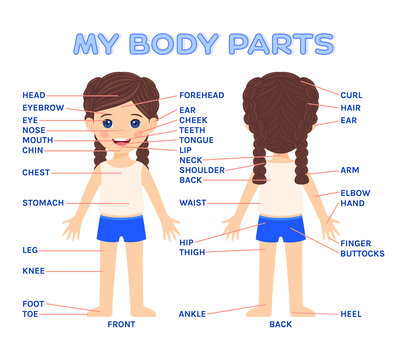 My Body Parts for Education the child to Game. Beautiful Girl in Underwear Front and Back view. Poster with a description and Words. Template. Flat Cartoon Color style. White background. Vector.