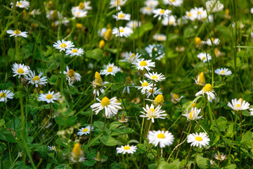 G&auml;nsebl&uuml;mchen in der Wiese 