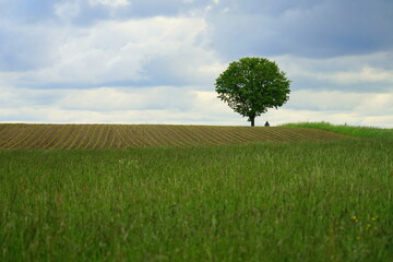 Einsamer Baum am Feldesrand