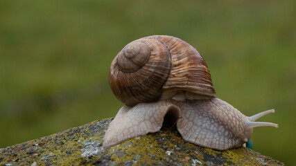 Escargot qui pose sur un muret sur fond de verdure