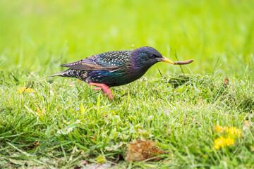 The common starling or European starling, Sturnus vulgaris, collects worms on a sprng lawn.