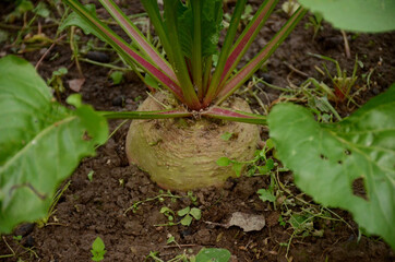Closeup shot of a growing turnip with green leaves planted in a farm