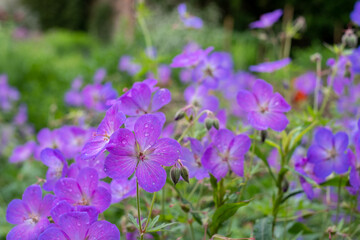 Purple hardy cranesbill wild geranium by name of Geranium x Magnificum, photographed in a mixed...