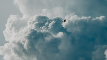 Dreamy wonderland sky with fluffy clouds and a bird flying by