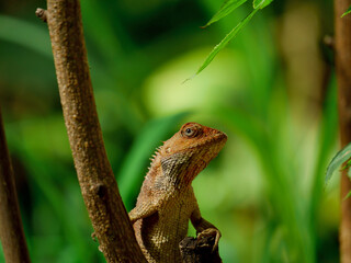 Close up Indian brown Chameleon creature resting on tree branch. A wild lizards sitting macro view.