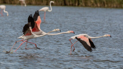 Flamencos