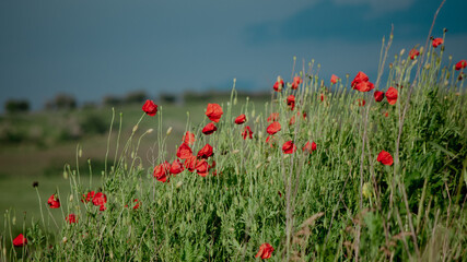 Poppy field on a cloudy rainy day