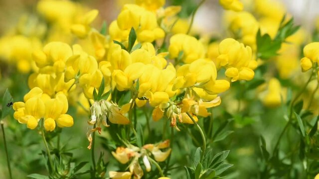 un bel gruppo di fiori di colore giallo intenso, una distesa di piccoli fiori gialli dalla forma arrotondata, la natura e i suoi splendidi colori, piante e fiori della montagna