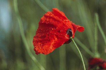 Close up of isolated red poppy flower with rain drops with green bokeh background