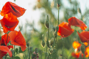 Poppy flowers in the field after summer rain, backlit by sunset sky