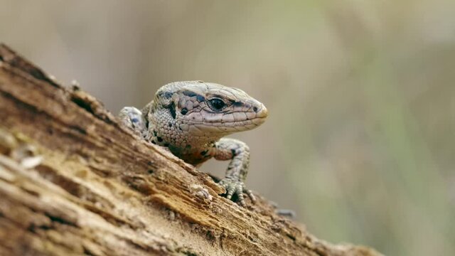 Viviparous lizard (Zootoca Lacerta vivipara) reptile resting in forest