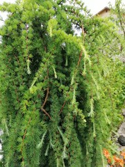 blue coniferous branches with soft needles on a garden bed in summer garden. Japanese larch Stiff Weeper. Floral Wallpaper