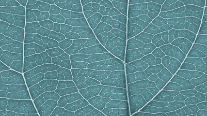 Leaf of fruit tree close-up. Light gray tinted mosaic pattern of a net of veins and plant cells. Abstract monochrome pale blue background on a floral theme. Summer wallpaper. Macro