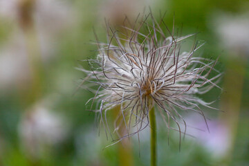 Seeds of the Pasque Flower Anemone patens L. Ranunculaceae in a stone garden