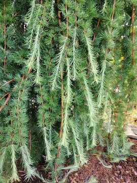 blue coniferous branches with soft needles on a garden bed with bark mulch. Japanese larch Stiff Weeper. Floral Wallpaper