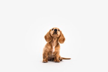 Long-Haired Dachshund Puppy Isolated on White Background