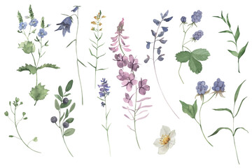 Handpainted watercolor wildflowers and herbs set. Perfect for invitation. - obrazy, fototapety, plakaty