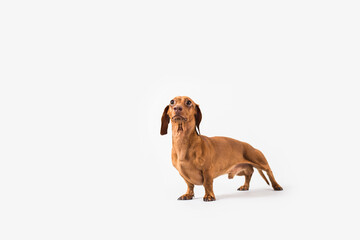 Dachshund Dog Isolated on White Background