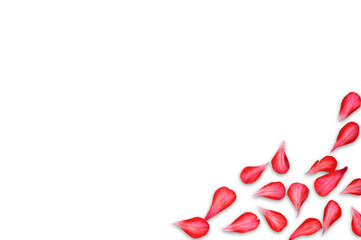 Red rose petals on a white background