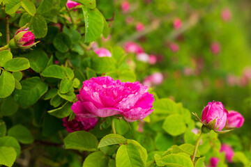 Natural floral background with spray roses in leaves