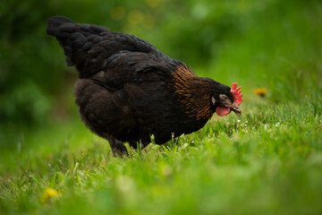 Marans hen isolated on white hen in nature background