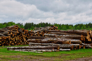 Pine and birch logs on a forest glade in the spring