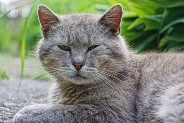 a big gray cat lies and looks on the street among green vegetation