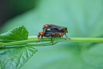 two big black red beetles mate on a green stem of a plant in nature