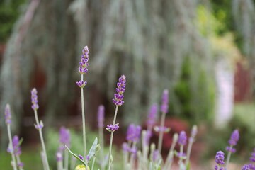 Growing Young Lavender in the Garden. Purple Flowering Plant Lavandula Outside. 