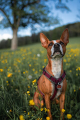 Hund vor sommerlicher Wiese