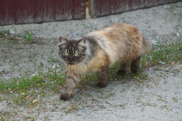 one big fluffy brown cat stands on gray sand and green grass outside - Powered by Adobe