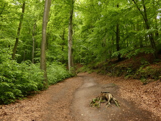 Forest trail between beech trees in spring, Kępa Redłowska Nature Reserve, Gdynia, Poland - obrazy, fototapety, plakaty