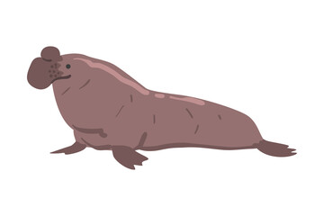 Seal Polar Marine Mammal Animal Cartoon Vector Illustration
