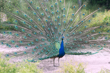 Obraz premium peacock opening tail