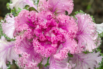 Pink and green Brassica oleracea in autumn garden closeup, selective focus